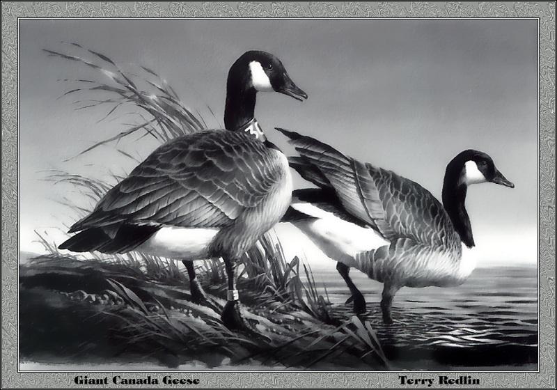 p-mnds1981-Giant Canada Geese-goose pair-Painting by Terry R Redlin.jpg