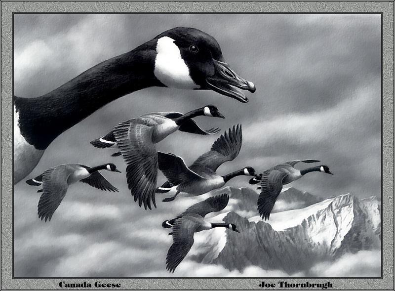p-mtds1986-Canada Geese-goose flock flight-Painting by Joe Thorabrugh.jpg