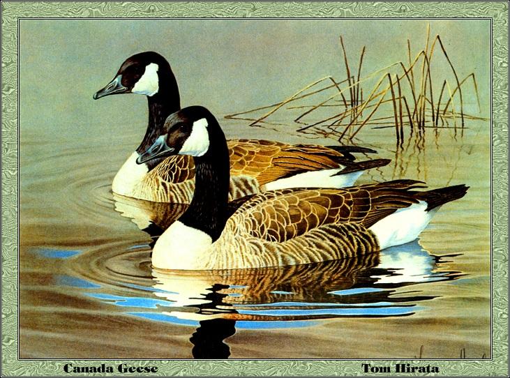 p-ncds1986-Canada Geese-goose pair-Painting by Tom Hirata.jpg