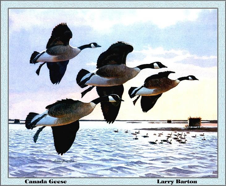 p-nyds1985-Canada Geese-goose flock flight-Painting by Larry Barton.jpg