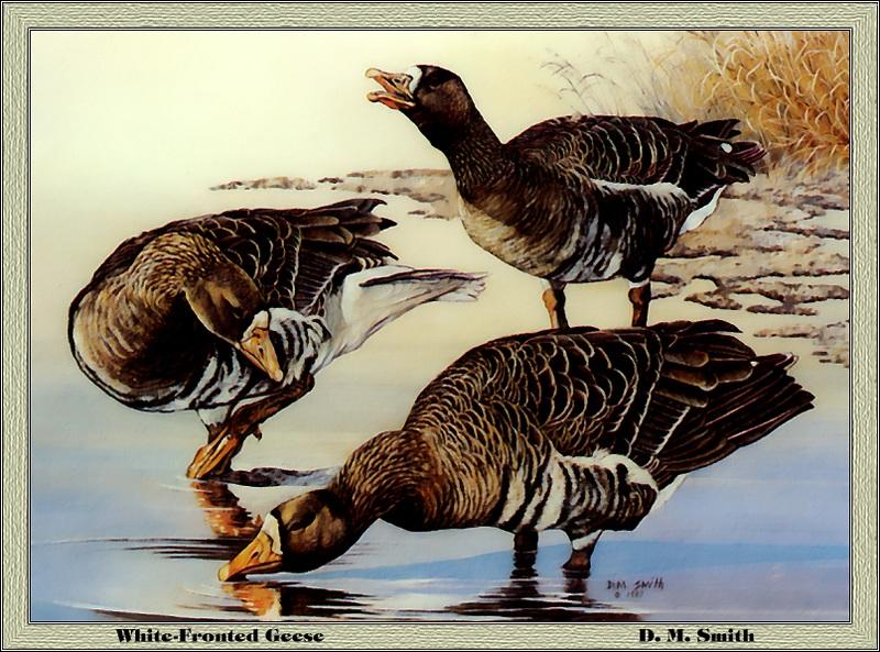 p-ords1987-Greater White-fronted Goose-geese-Painting by D M Smith.jpg