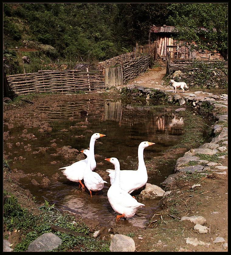 ksw-ccb-39-leo meier-china-white geese on a village pond-l.jpg