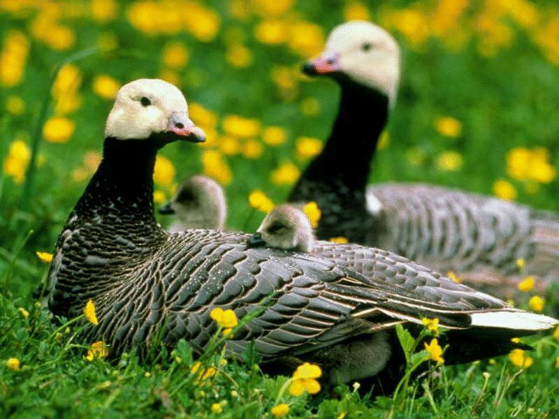 BABY09-Emperor Goose-geese family on grass.jpg