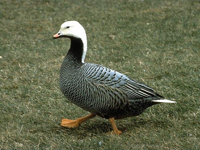 empg-Emperor Goose walks on grass.jpg