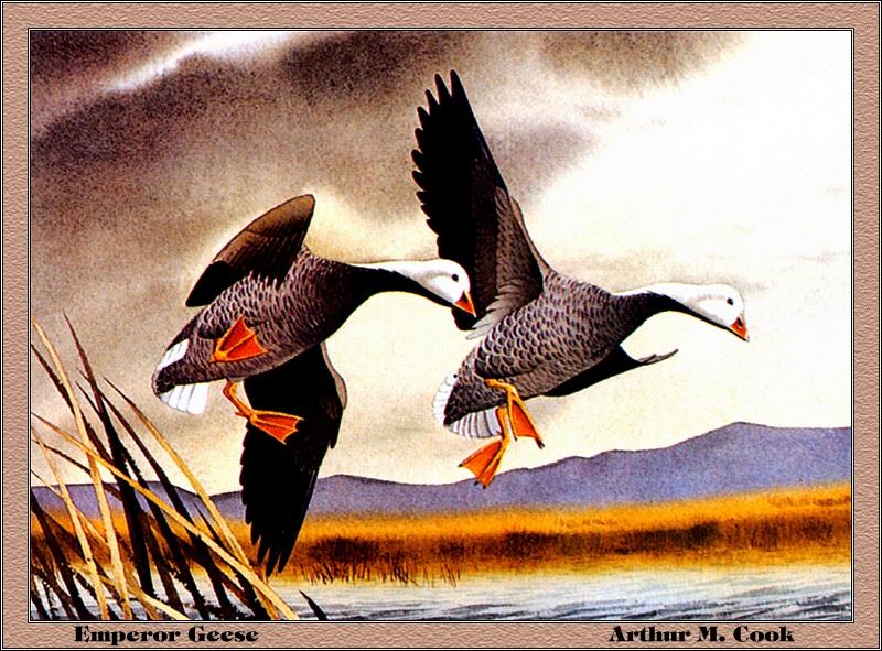 p-fds1972-73-Emperor Geese-goose pair-Painting by Arthur M Cook.jpg