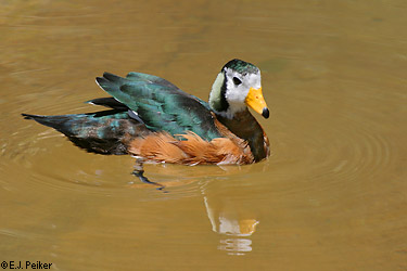 CA African Pygmy Goose 01.jpg