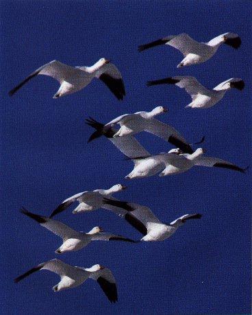 10 Snow Gooses Flock.jpg