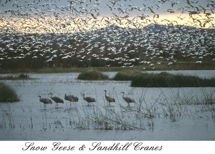 36sgcrne-Snow goose flock in flight-n-Sandhill cranes in swamp.jpg