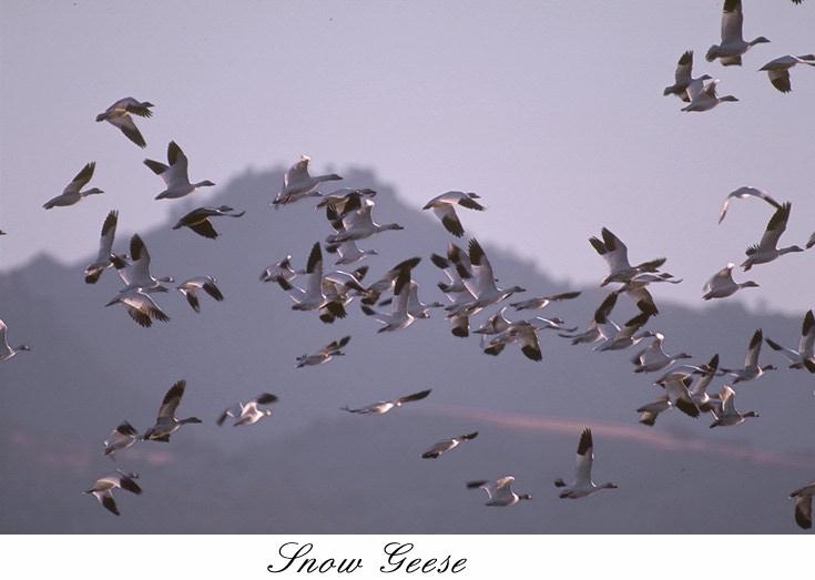 38snwgs-Snow goose-geese flock in flight.jpg
