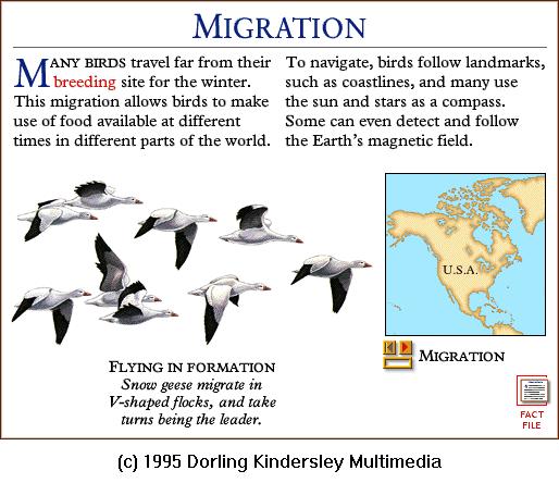DKMMNature-Bird-Snow Goose Flock-Migration.gif