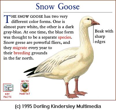 DKMMNature-Bird-Snow Goose.gif