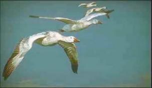 Gass-Snow Goose-geese in flight-painting.jpg