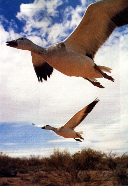 Snow Goose 2Geese in flight.jpg