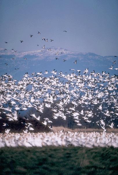 Snow Goose-Big Flock-09360033.jpg