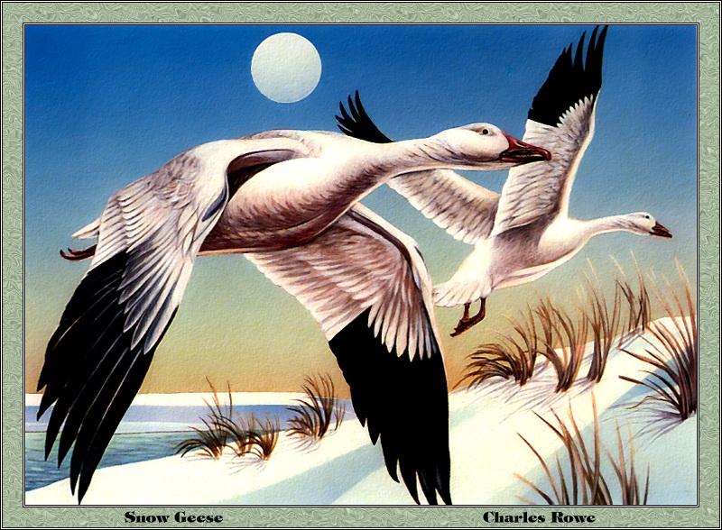 p-deds1981-Snow Goose Pair-Geese flight-Painting by Charles Rowe.jpg