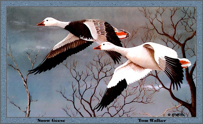 p-iads1982-Snow Geese-goose pair-Painting by Tom Walker.jpg