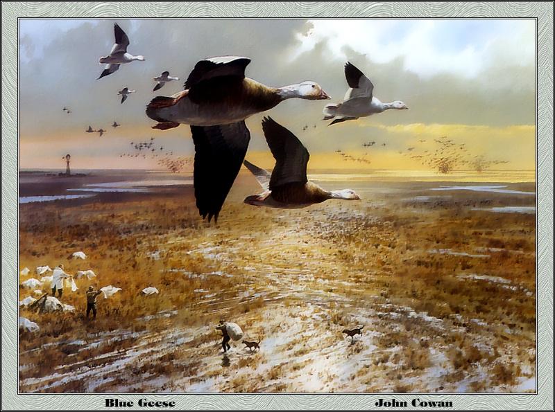 p-txds1985-Blue phase Snow Geese-goose-Painting by John Cowan.jpg