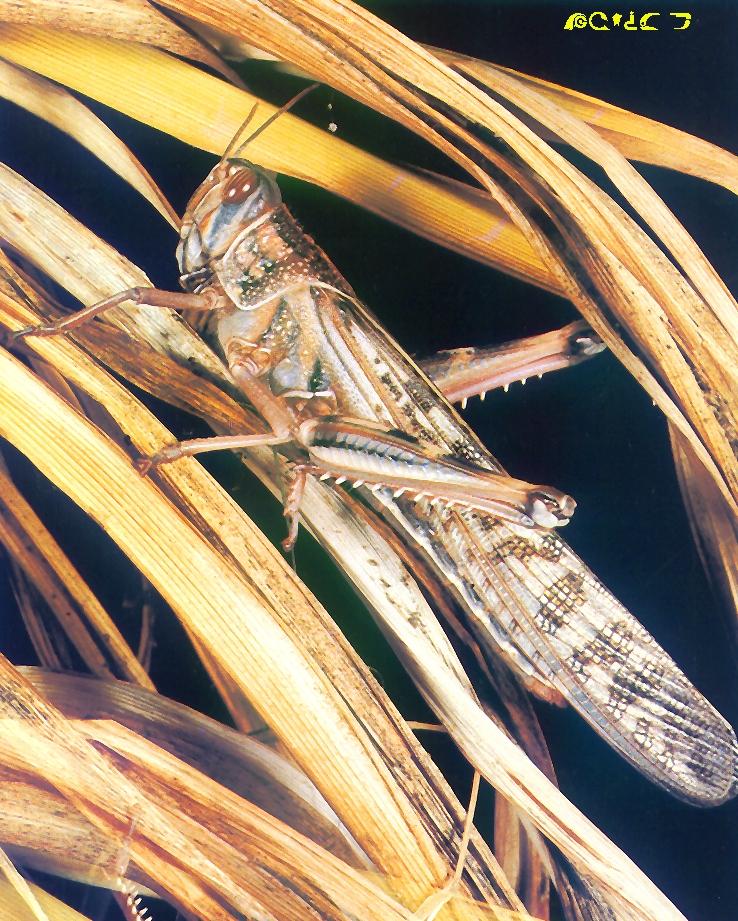 Desert Locust-sitting on dried grass leaves.jpg