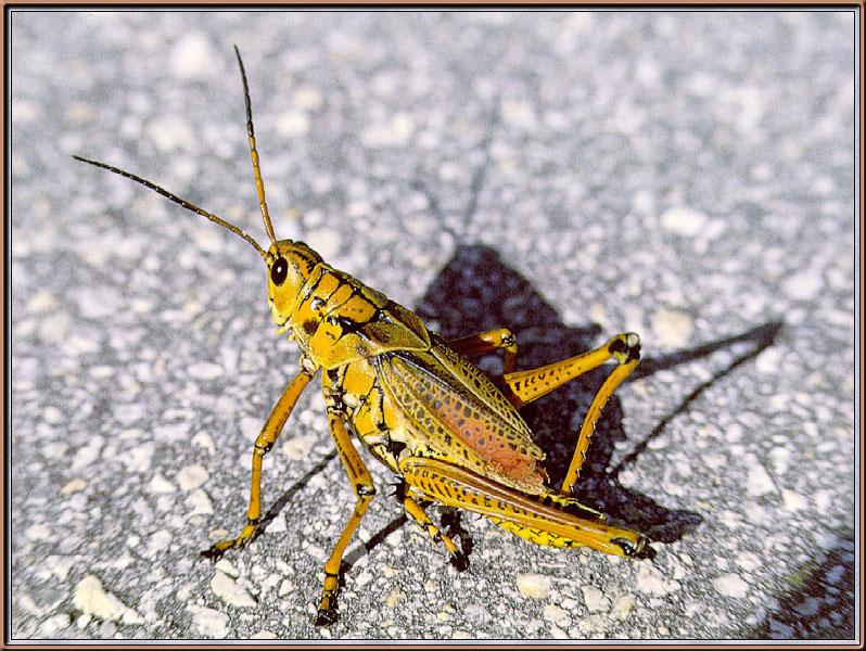 grasshopper02-sj.jpg