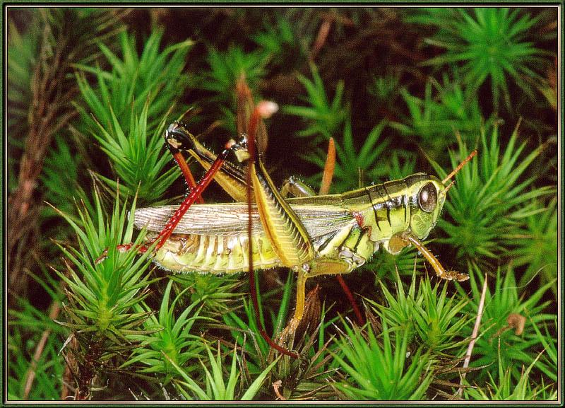 grasshopper03-sj.jpg