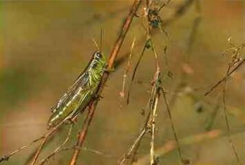 Grasshopper3-perching on grass branch.jpg