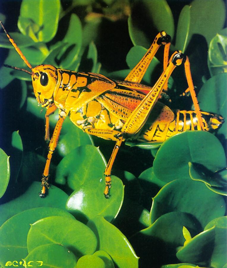Grasshopper-yellowish brown on leaves.jpg
