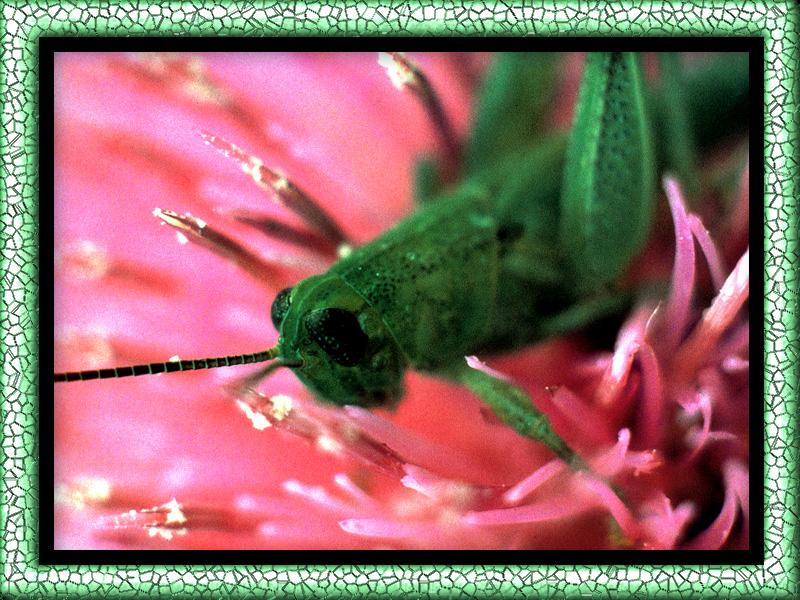 zfox bugs07 b1 grasshopper.jpg