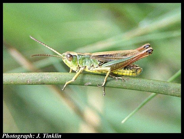 Common Green Grasshopper-on branch.jpg
