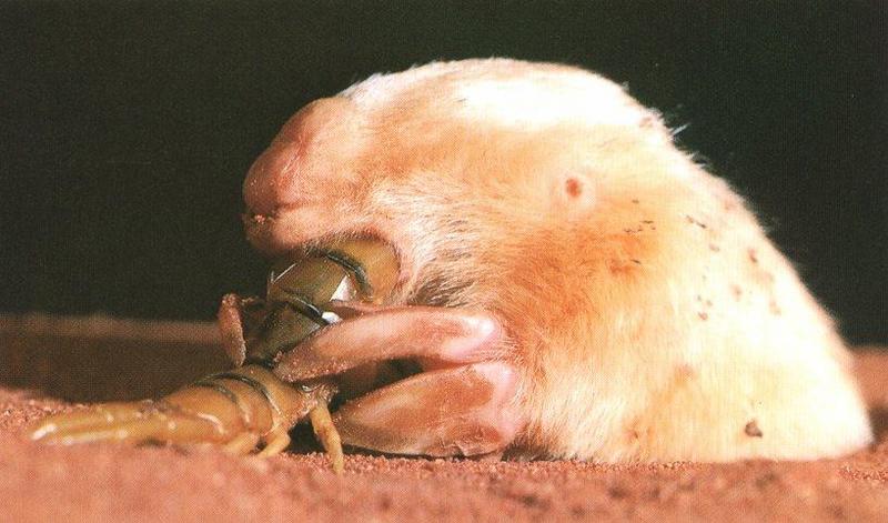 ma-in-Marsupial Mole Eating Centipede.jpg