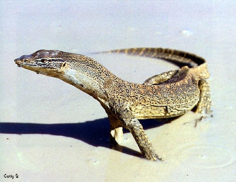 Goanna-1-Australian Monitor Lizard-closeup in muddy swamp.jpg