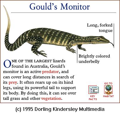 DKMMNature-Reptile-Gould\'s Monitor.gif