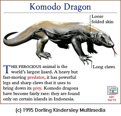 DKMMNature-Reptile-Komodo Dragon.gif