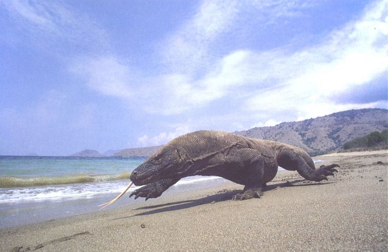 Komodo dragon-running on beach.jpg