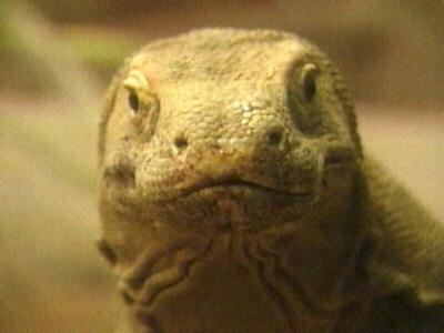 Komoto-Komodo Dragon-Face Closeup.jpg