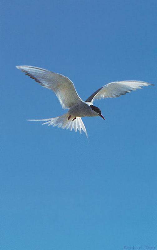 BW Wolfgang Weber-Arctic Tern.jpg