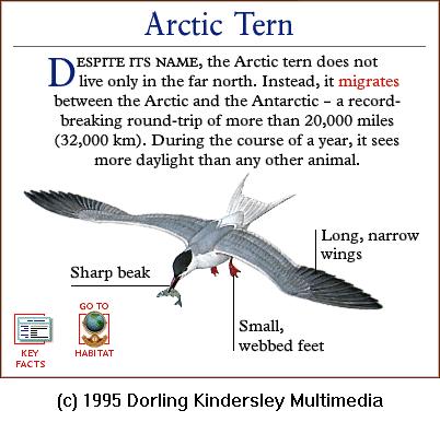 DKMMNature-Arctic Tern.gif