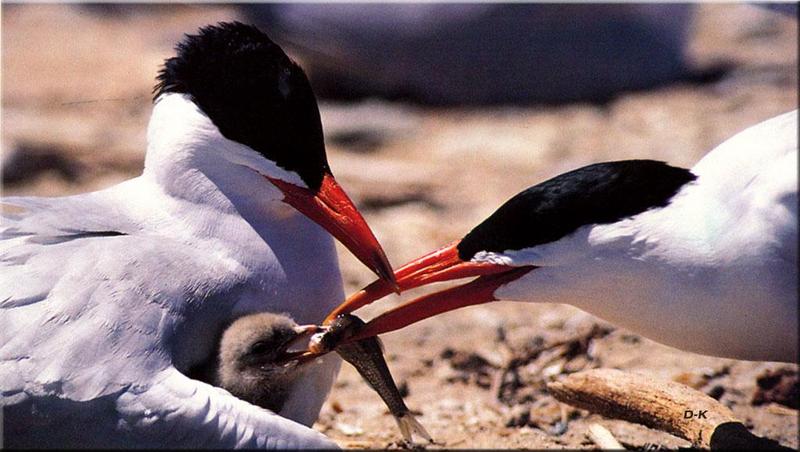 dk 133 Caspian Tern (and Chick Feeding).jpg