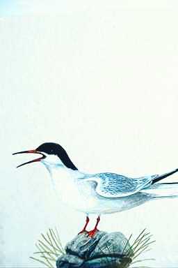 Bird Painting-Common Tern-calling on rock.jpg