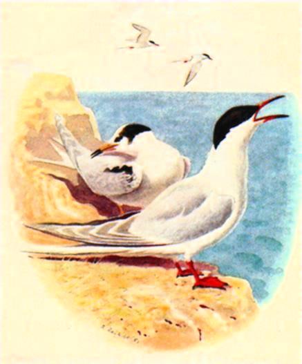 Common Terns-call-Painting.jpg