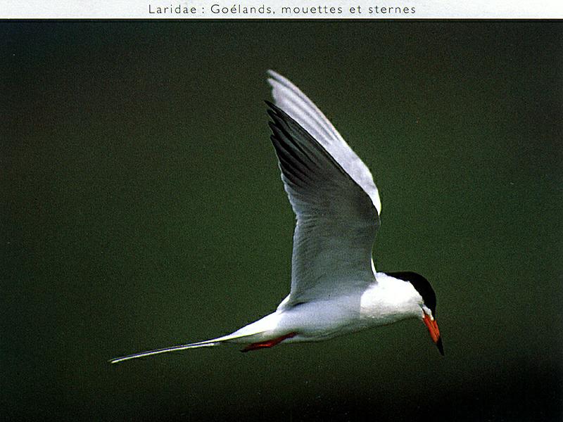 Ds-Oiseau 128-Common Tern-in flight.jpg