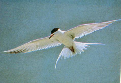 Forster\'s Tern 0-In Flight.jpg