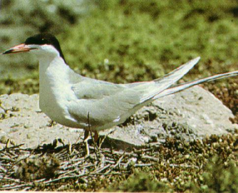Forster\'s Tern 1-Guarding the nest-OnRock.jpg