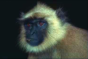 Apa2-monkey face closeup.jpg