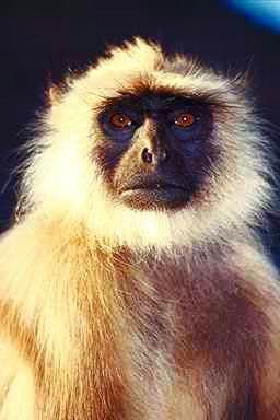 Apa5-monkey-face closeup.jpg