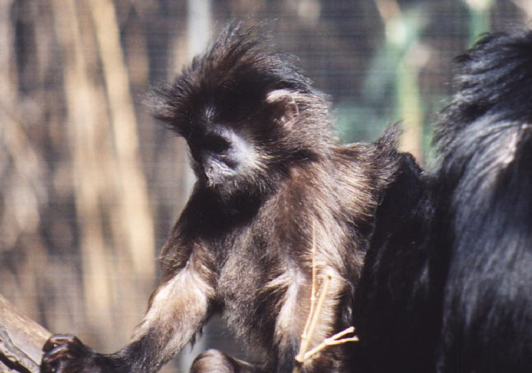 Black-faced Weird Monkey1.jpg