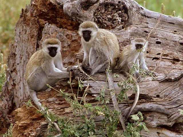 Little Monkeys On Log.jpg