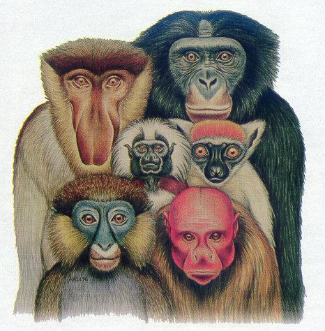 lj Stephen Nash Primates.jpg
