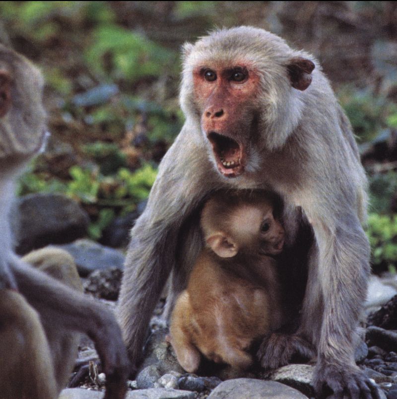 monkey Scream 1-Monkeys-mom and baby.jpg