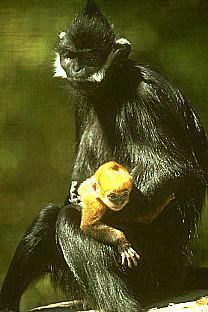 SDZ 0214-Monkeys-Mom and Baby.jpg