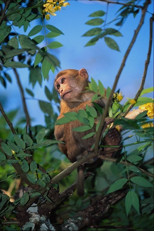 Weird Young Monkey-on-tree.jpg
